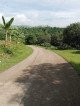 Manggo farm for sale