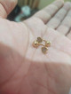 2 pair of earrings Italian gold