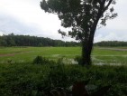 1.4 hectare riceland mina iloilo