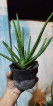 Potted Aloe Vera