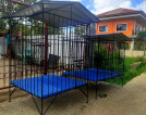 DOG CAGES