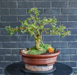 BONSAI FOR SALE