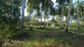 Beach Front Lot - Aborlan, Palawan