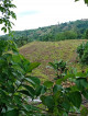 AGRICULTURAL LAND FOR SALE