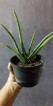 Potted Aloe Vera