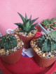 Gymno and haworthia varieties