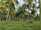 Coconut Farm For Sale