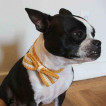 Pet Collar Crochet Dogs and Cats