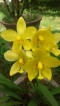 Ground Orchids seedlings