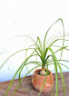 Potted PONYTAIL PALM