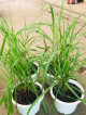 Malvarosa herbs Anti- Mosquito Plant
