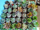 plants for sale