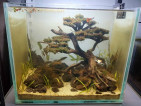 Aquarium set up and bonsai