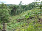 FARM LOT FOR SALE 2 HECTARES