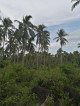 Agricultural Coconut Farm in Cagbacong, Pilar, Sorsogon Land For Sale