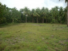 TITLED LOT FOR SALE IN ALEGRIA