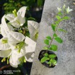 Bougainvillea