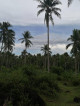 Coconut Farm in Cagbacong, Pilar, Sorsogon Land For Sale