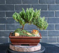 BONSAI FOR SALE