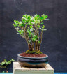 BONSAI FOR SALE