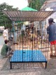 Dog cage