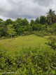 PRIVATE PROPERTY WITH MANGO TREES FOR SALE