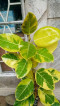 Lemon lime rubber plant