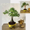 Bonsai stable china’s man hat, argao taiwan and texas ficus