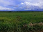 Rice field for sale..