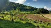 Organic Farm For Sale