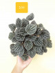 Peperomia Varieties 50-100 only