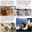 Saint Roche Premium Dog Shampoo and Conditioner