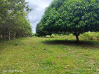 PRIVATE PROPERTY WITH MANGO TREES FOR SALE