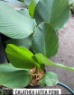 Calathea for sale