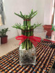 LUCKY BAMBOO