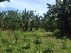 FARMLOT FOR SALE AT MACO DAVAO DE ORO