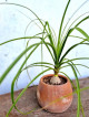 Potted PONYTAIL PALM