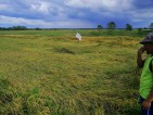 Rice field