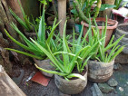 Aloe Vera Plant