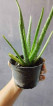 Potted Aloe Vera