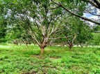 Farm Lot - Alabel, Sarangani